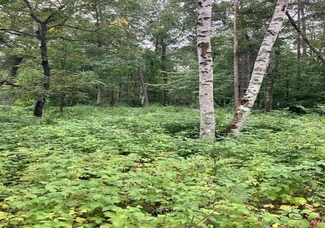 3rd image of Lot 39 & 40 Owl Cir, Pequot Lakes, MN 56472 | MLS# 7054851