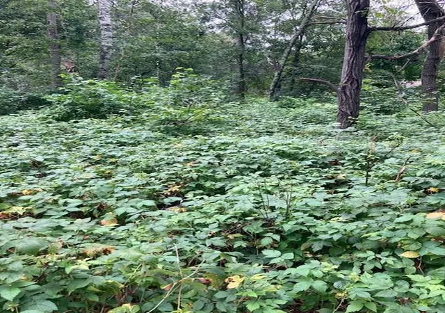 4th image of Lot 39 & 40 Owl Cir, Pequot Lakes, MN 56472 | MLS# 7054851