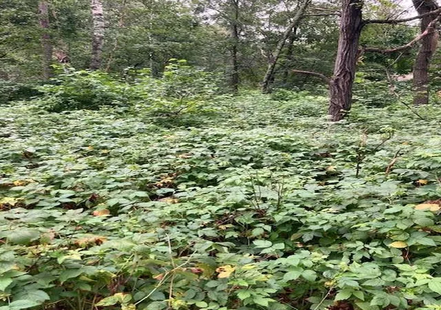 5th image of Lot 39 & 40 Owl Cir, Pequot Lakes, MN 56472 | MLS# 7054851