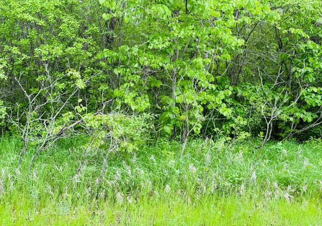 Photo 4 of Land for sale at Lot 3 Canterbury Sands Trl, Battle Lake, MN 56515 | MLS# 7056564 | Listing updated on 2026-07-23