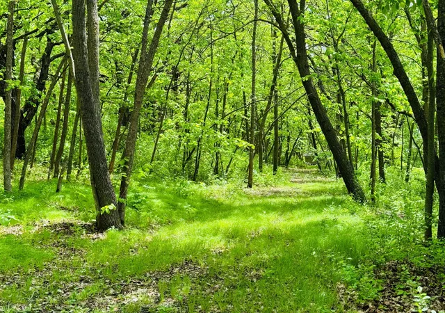 Photo 3 of Land for sale at Lot 4 Canterbury Sands Trl, Battle Lake, MN 56515 | MLS# 7056572 | Listing updated on 2026-07-23