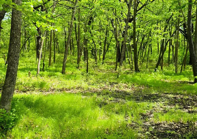 Photo 3 of Land for sale at Lot 4 Canterbury Sands Trl, Battle Lake, MN 56515 | MLS# 7056572 | Listing updated on 2026-07-23