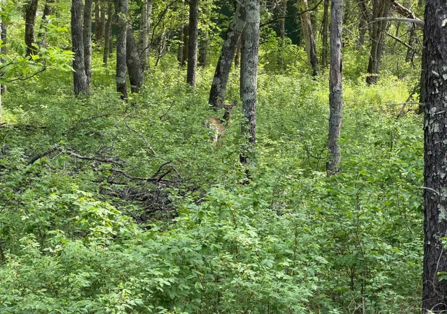 Photo 3 of Land for sale at 0 Sugarloaf Rd, Crosslake, MN 56442 | MLS# 7057882 | Listing updated on 2026-07-28