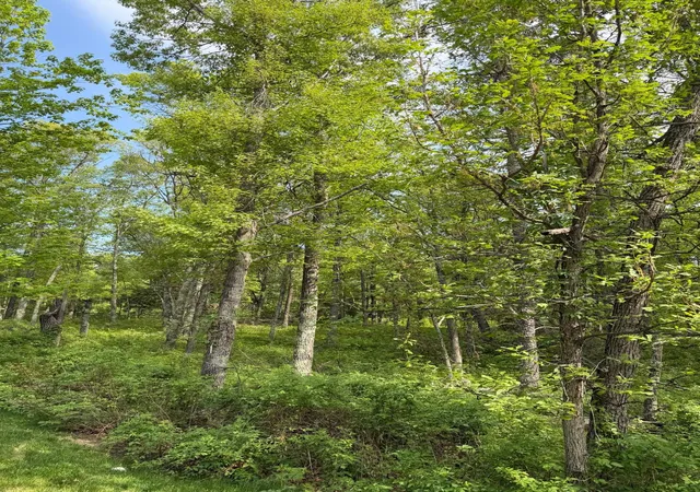 Photo 4 of Land for sale at 0 Sugarloaf Rd, Crosslake, MN 56442 | MLS# 7057882 | Listing updated on 2026-07-28