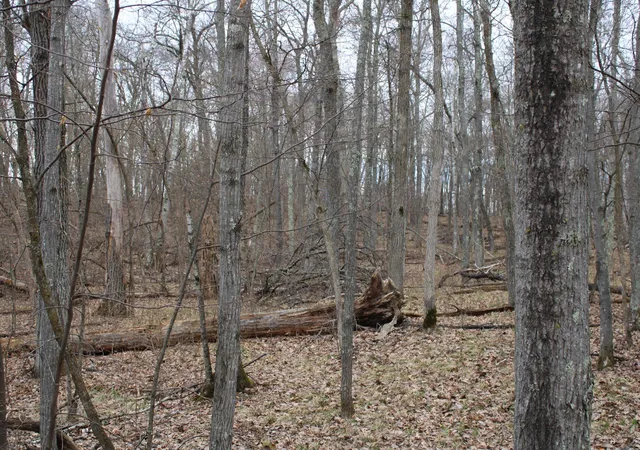 1st image of Tbd St Moritz Blvd, Pequot Lakes, MN 56472 | MLS# 7062546