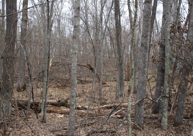 2nd image of Tbd St Moritz Blvd, Pequot Lakes, MN 56472 | MLS# 7062546