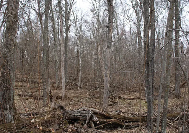 Photo 3 of Land for sale at Tbd St Moritz Blvd, Pequot Lakes, MN 56472 | MLS# 7062546 | Listing updated on 2026-08-11
