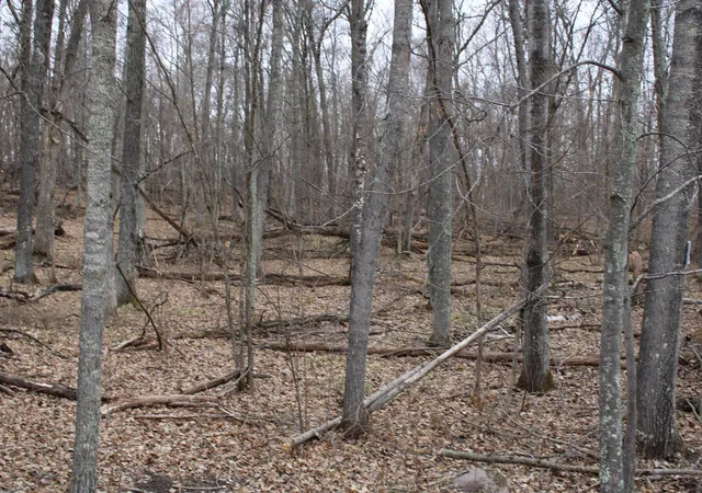 Photo 3 of Land for sale at Tbd St Moritz Blvd, Pequot Lakes, MN 56472 | MLS# 7062546 | Listing updated on 2026-08-11