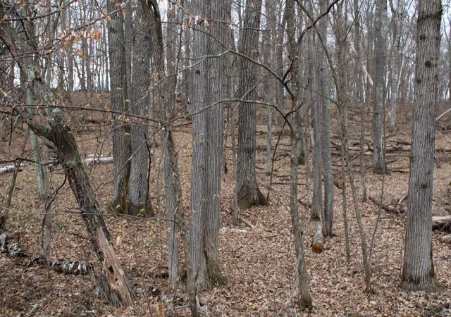 Photo 4 of Land for sale at Tbd St Moritz Blvd, Pequot Lakes, MN 56472 | MLS# 7062546 | Listing updated on 2026-08-11