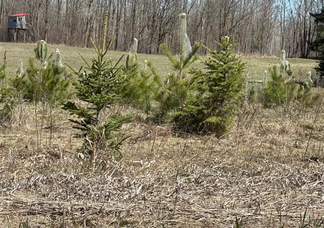 Photo 4 of Land for sale at Tbd Court Rd 307, Blackduck, MN 56630 | MLS# 7062623 | Listing updated on 2026-05-27