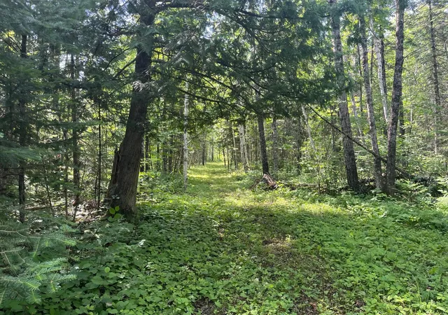 Homes for sale in Birchdale, MN | Tbd Town Road 118, Birchdale, MN 56629 | MLS# 7064357