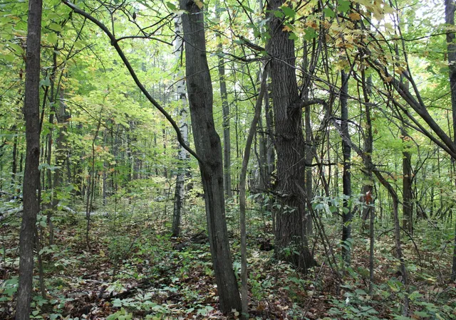 Photo 3 of Land for sale at 000 St Croix Trl, Taylors Falls, MN 55084 | MLS# 7064744 | Listing updated on 2026-09-05