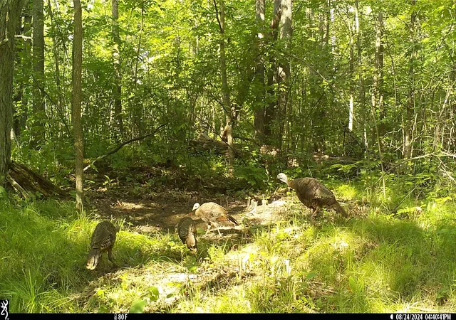 3rd image of 45527/45609 Fox Rd, Hinckley, MN 55037 | MLS# 7068212