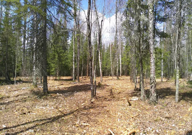 Photo 3 of Land for sale at Tbd Parcel G Frazer Bay Rd, Cook, MN 55723 | MLS# 7070297 | Listing updated on 2026-05-27