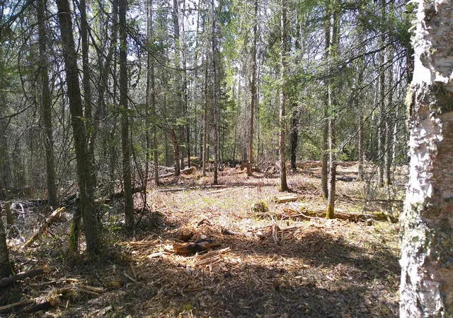 3rd image of Tbd Parcel W Frazer Bay Road, Cook, MN 55723 | MLS# 7070408