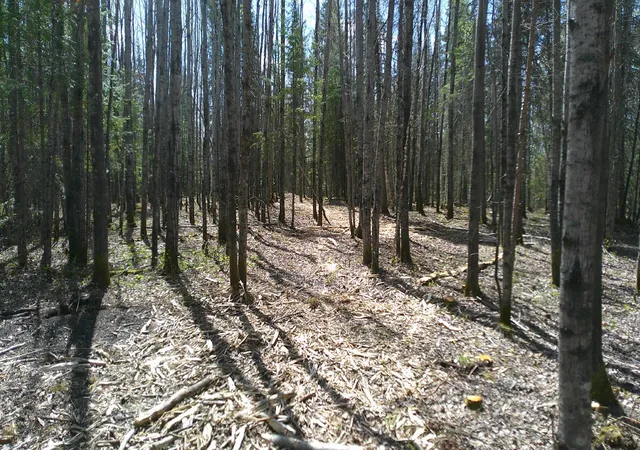 4th image of Tbd Parcel W Frazer Bay Road, Cook, MN 55723 | MLS# 7070408