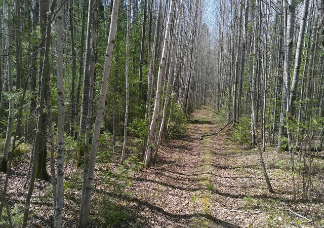 2nd image of Tbd Parcel Y Frazer Bay Road, Cook, MN 55723 | MLS# 7070455
