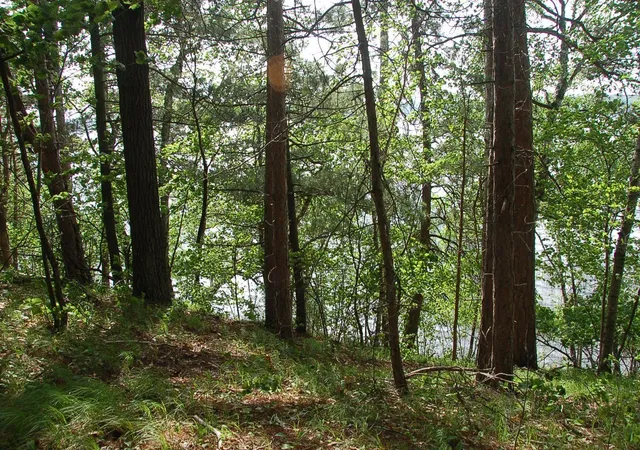 5th image of Tbd Rognaldson Rd, Brainerd, MN 56401 | MLS# 7074076