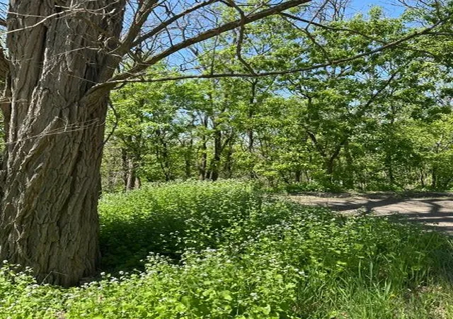 Photo 3 of Land for sale at Xxx S Adams St, Saint Croix Falls, WI 54024 | MLS# 7075278 | Listing updated on 2026-10-07