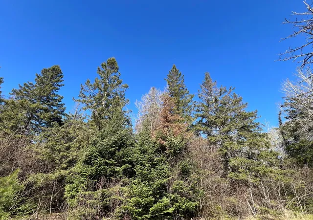 Photo 4 of Land for sale at Parcel B Township Rd D, Wawina, MN 55736 | MLS# 7076658 | Listing updated on 2026-09-08