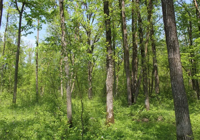 Photo 3 of Land for sale at 22748 160th Avenue, Milaca, MN 56353 | MLS# 7080403 | Listing updated on 2026-06-04