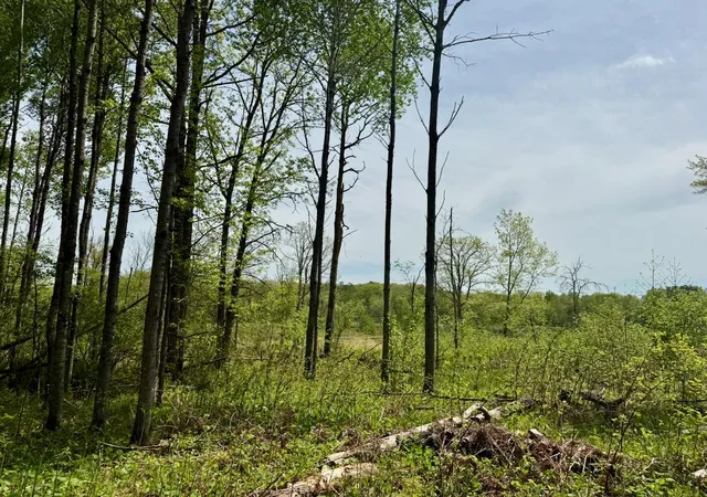 4th image of Xyz Dailey Lake Road, Willow River, MN 55795 | MLS# 7081865