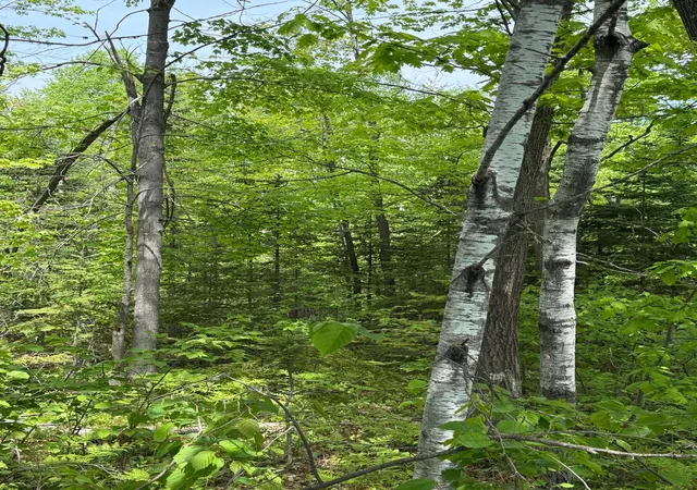 4th image of Tbd Range Line Rd, Kerrick, MN 55756 | MLS# 7083736