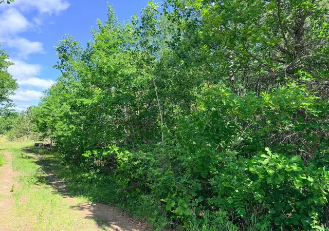 23rd image of Tbd   244 Ac County 4, Park Rapids, MN 56470 | MLS# 7085231