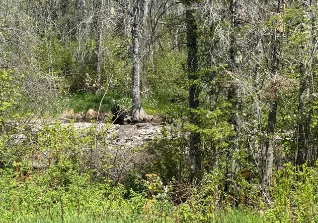 4th image of Tbd Crown Creek Spur Rd, Finland, MN 55603 | MLS# 7085778