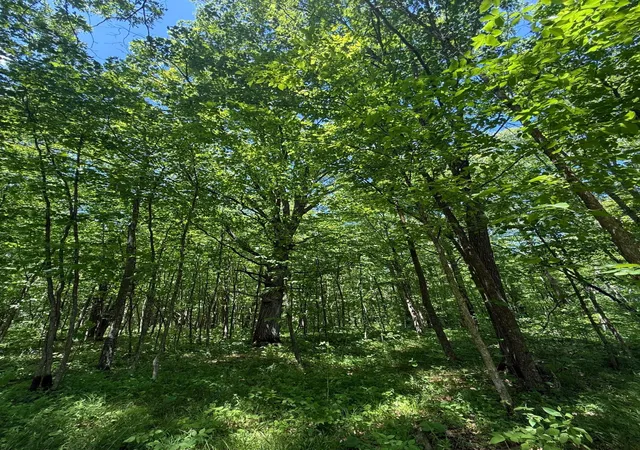 5th image of Tbd Sandhill Crane Ln, Pine City, MN 55063 | MLS# 7088385