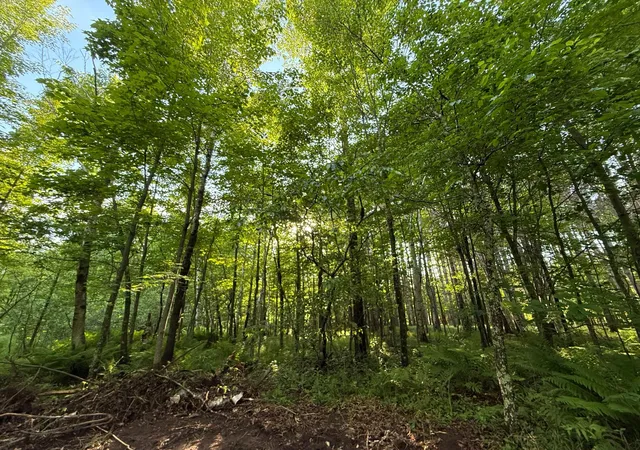 4th image of Tbd Frontier Ln, Sturgeon Lake, MN 55783 | MLS# 7089313
