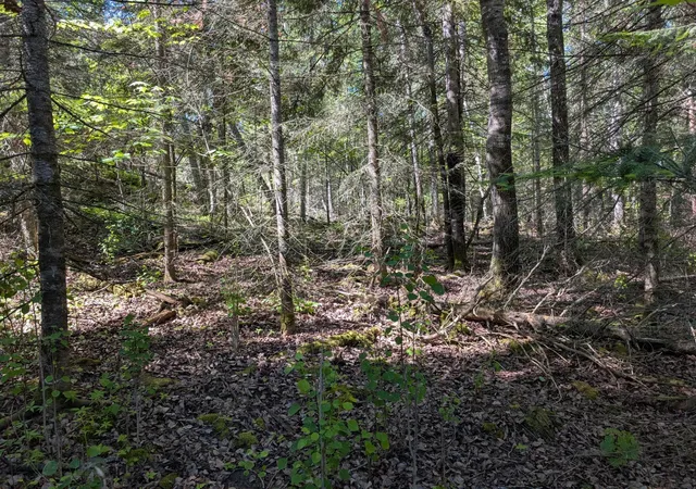 Photo 4 of Land for sale at Tbd Town Rd 492, International Falls, MN 56649 | MLS# 7092973 | Listing updated on 2026-06-24
