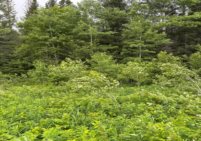 4th image of Xxx Town Line Rd, Brimson, MN 55602 | MLS# 7093057