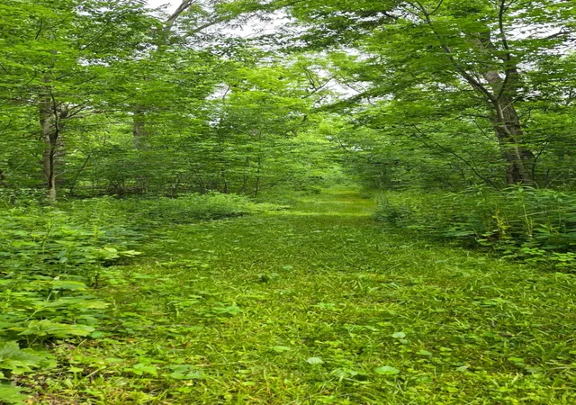 4th image of Tbd Cardinal Lane, Mabel, MN 55954 | MLS# 7093958