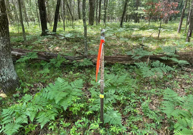 Homes for sale in Danbury, WI | Lot 14 Loon Lake Rd, Danbury, WI 54830 | MLS# 7094467