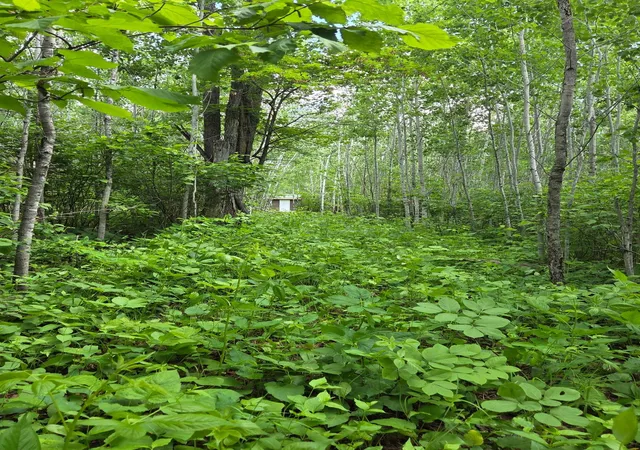 2nd image of Xxx Mt Nelson Rd, Mahtowa, MN 55707 | MLS# 7094853