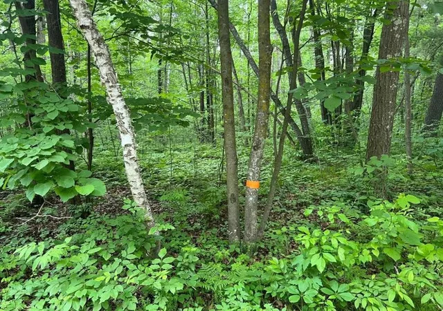 Photo 3 of Land for sale at Lot 5 Wilderness Retreat, Pine City, MN 55063 | MLS# 7096585 | Listing updated on 2026-08-11