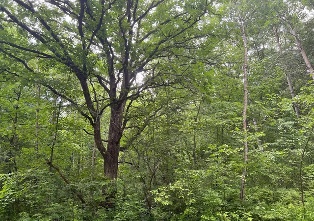 3rd image of Lot 5 Wilderness Retreat, Pine City, MN 55063 | MLS# 7096588