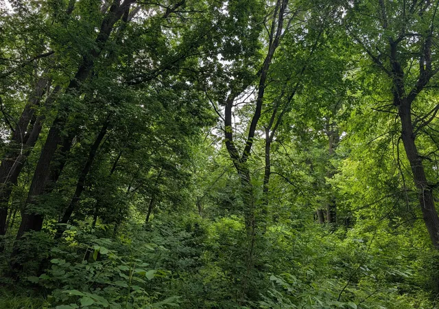 4th image of Tbd 477Th Ave, New York Mills, MN 56567 | MLS# 7096917