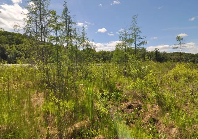 Photo 2 of Land for sale at Lot 2 Evening Vista Trl Nw, Shingobee Twp, MN 56433 | MLS# 7097650 | Listing updated on 2026-06-23