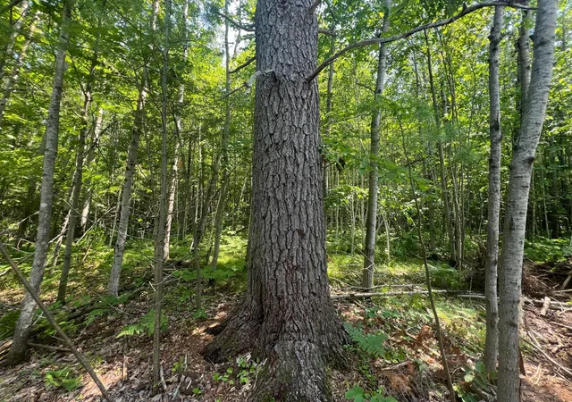 Homes for sale in Solon Springs, WI | Parcel 6 County Road A, Solon Springs, WI 54873 | MLS# 7102265
