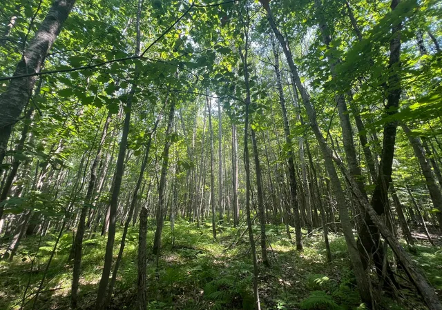 Homes for sale in Solon Springs, WI | Parcel 6 County Road A, Solon Springs, WI 54873 | MLS# 7102265
