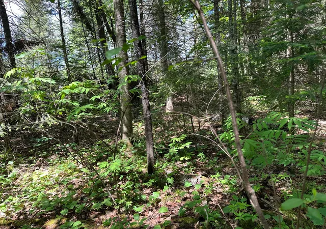 5th image of Tbd Kansas City Rd Ne, Waskish, MN 56685 | MLS# 7103283