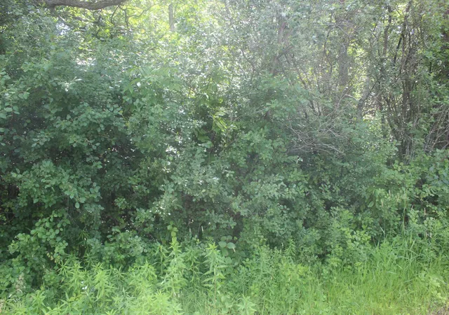 3rd image of 14Xxx Green Meadow Rd, Milaca, MN 56353 | MLS# 7104329