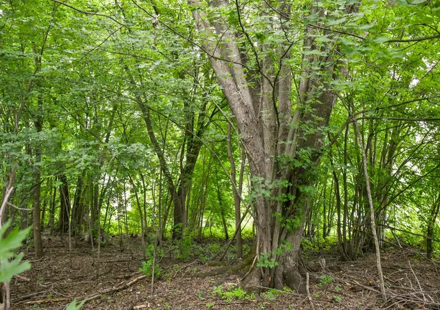 5th image of 19231 Highwood Shores Rd, Pine City, MN 55063 | MLS# 7105191