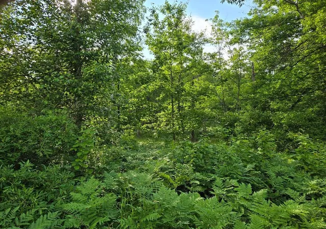 Photo 3 of Land for sale at Tbd State 84 Ne, Longville, MN 56655 | MLS# 7105197 | Listing updated on 2026-07-07
