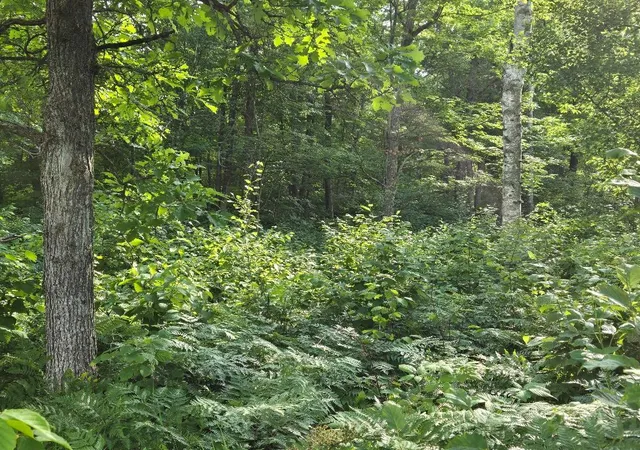 Photo 3 of Land for sale at Tbd State 84 NE, Longville, MN 56655 | MLS# 7105197 | Listing updated on 2026-07-07