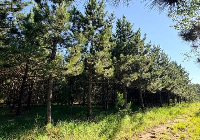 5th image of Tbd 372Nd St, Menahga, MN 56464 | MLS# 7105575