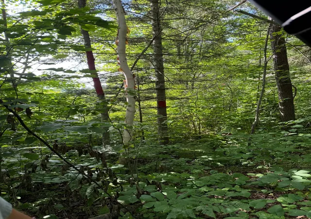5th image of 000 County Rd 56, Nashwauk, MN 55769 | MLS# 7106090