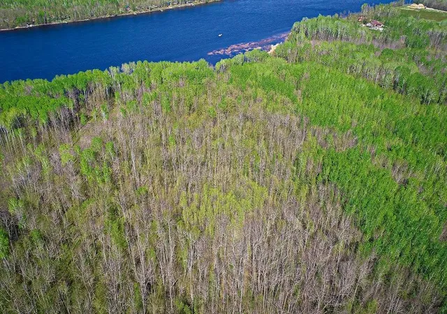 Homes for sale in Baudette, MN | Lot 11 - Tbd Driftwood Ln Nw, Baudette, MN 56623 | MLS# 7106938
